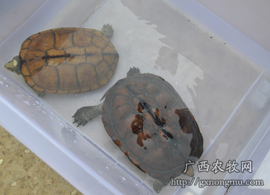 广西拟水龟