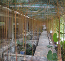 广西大学—东盟动物种源基地龟鳖繁育中心的示范基地B区