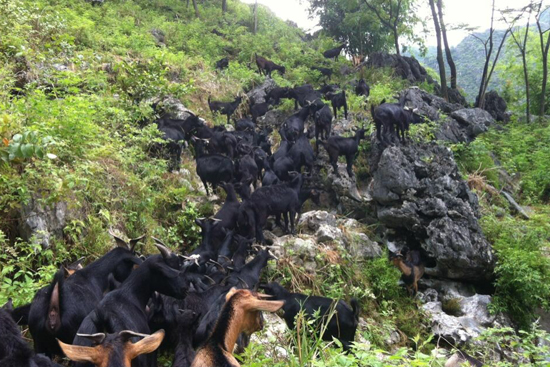 供应马山黑山羊种羊 广西农牧网—中国农牧企业第一网络媒体