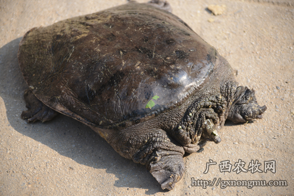 供应山瑞鳖,鳖苗